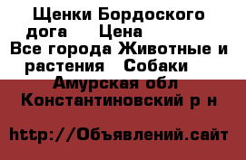 Щенки Бордоского дога.  › Цена ­ 30 000 - Все города Животные и растения » Собаки   . Амурская обл.,Константиновский р-н